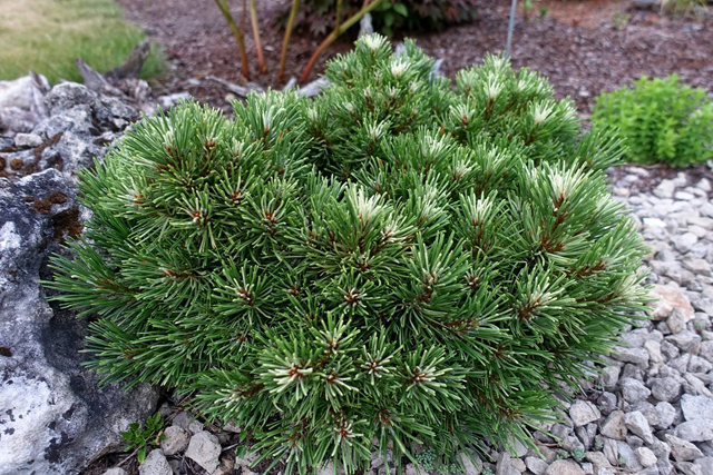 Pinus mugo 'Milkyway'